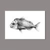 Just Another Fisherman Apparel SNAPPER PRINT